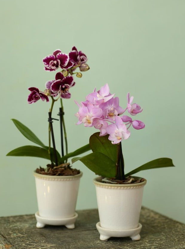 Mini Orchid, Ceramic