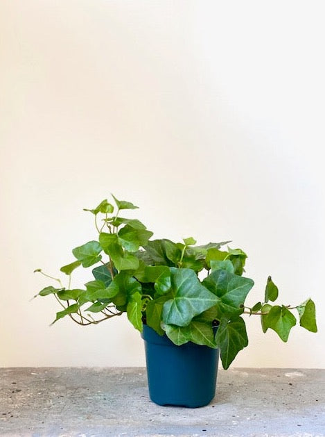 English Ivy, 4in.