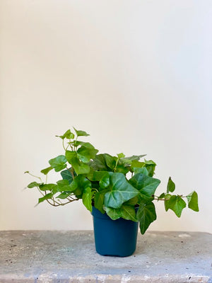 English Ivy, 4in.