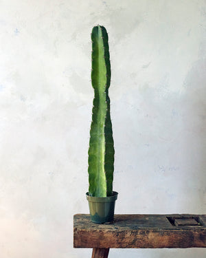 Cereus Cactus