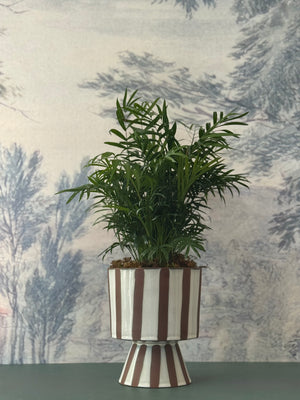 Striped Palm