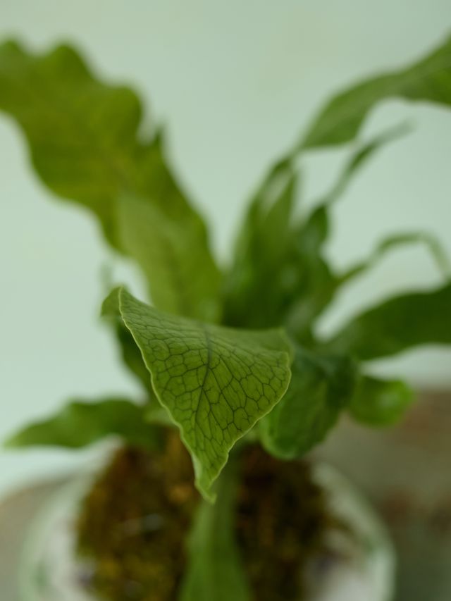 Kokedama Fern, 4in