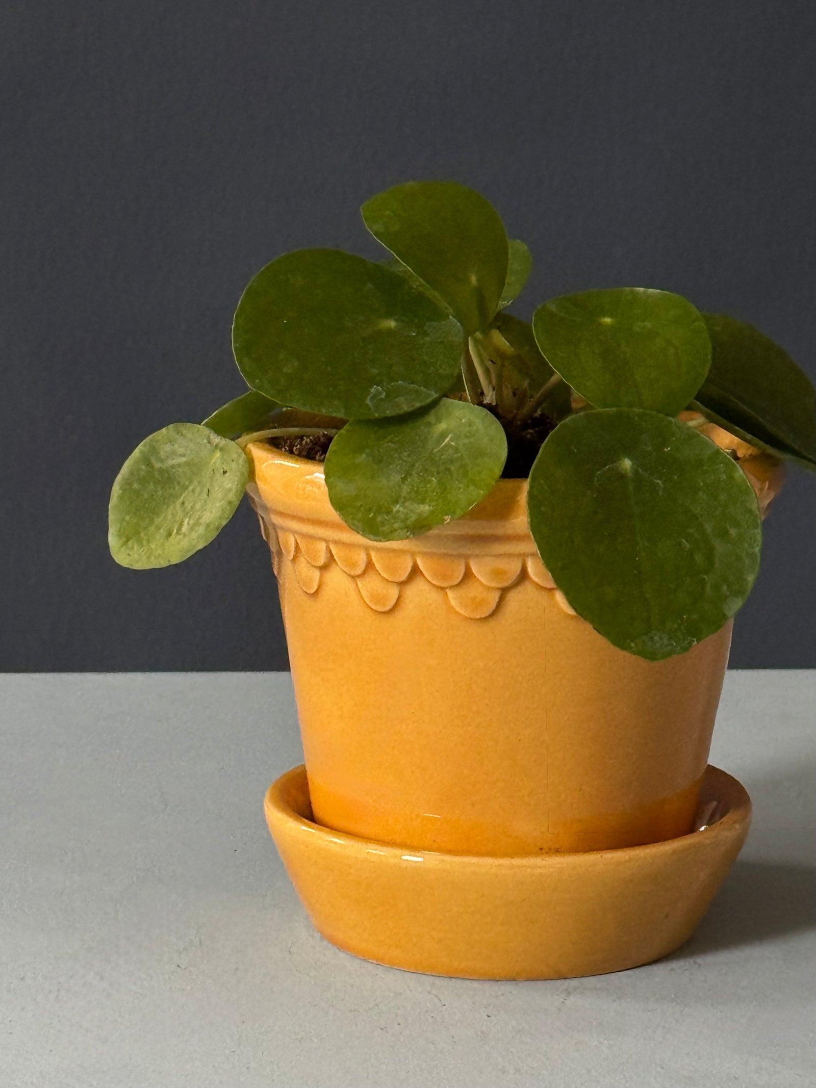 Petite Pilea