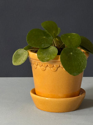 Petite Pilea