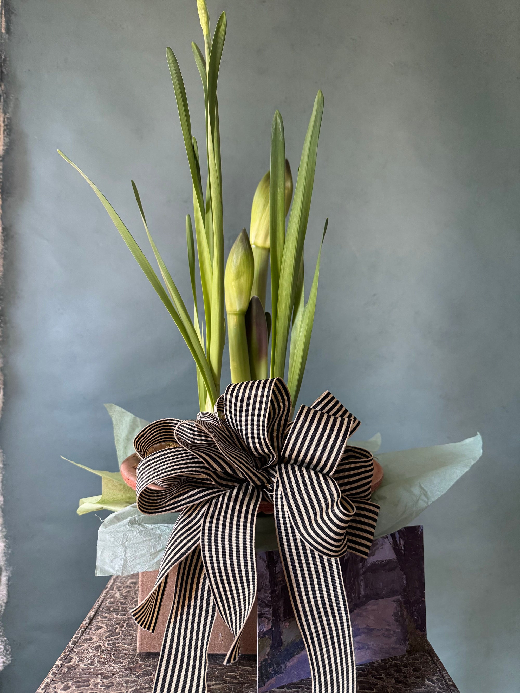 Noel Botanica Bulb Garden