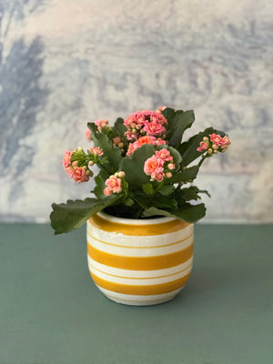 Striped Calandiva