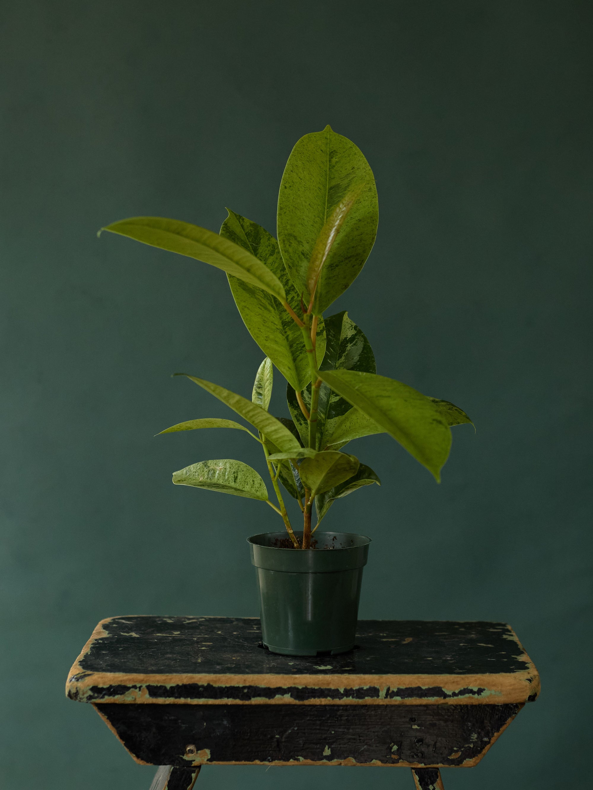 Ficus Shivereana Moonshine, 4in