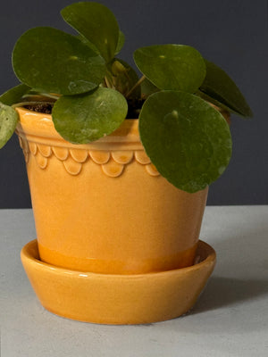 Petite Pilea