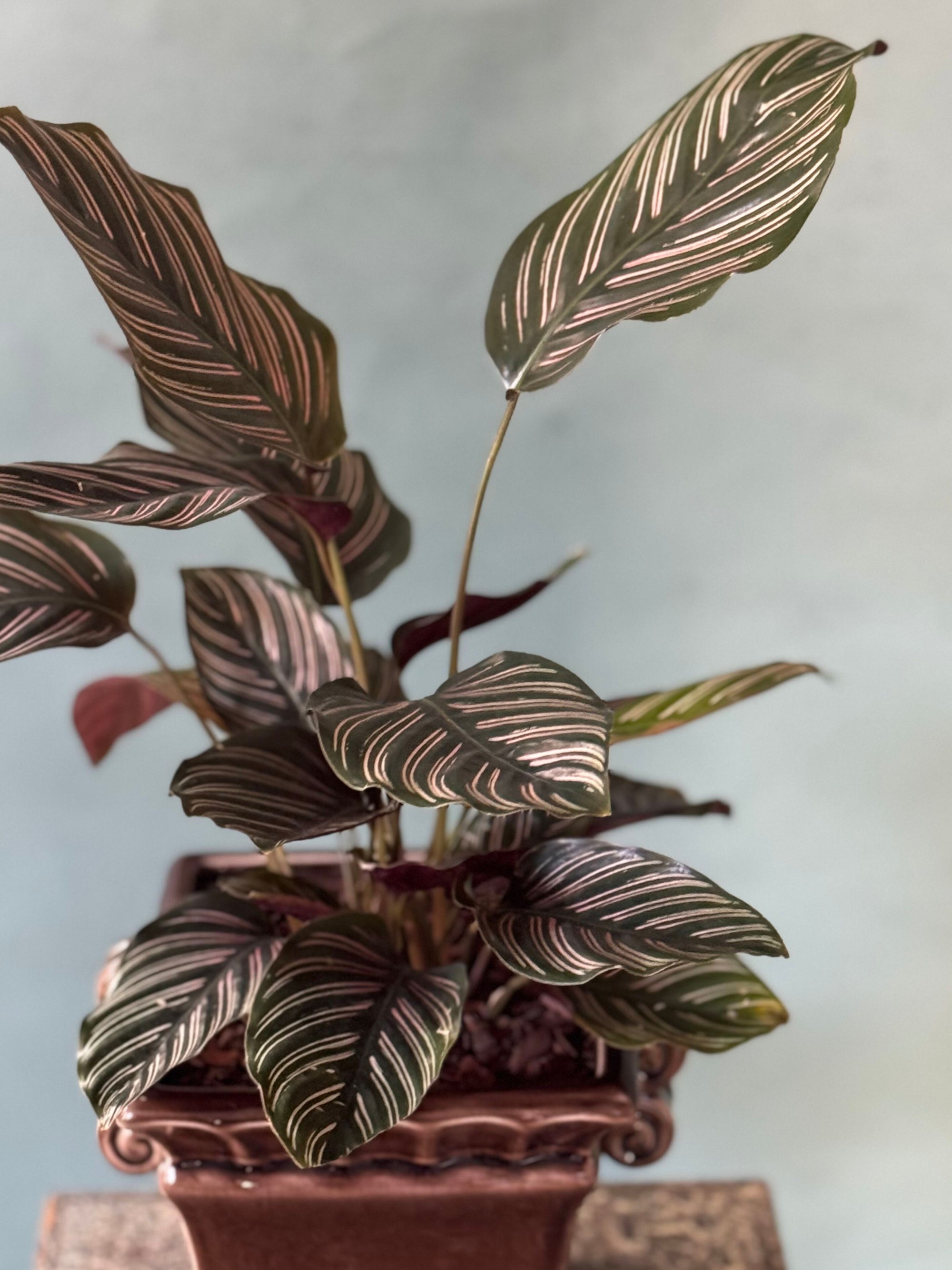 Plum Pinstripe Calathea