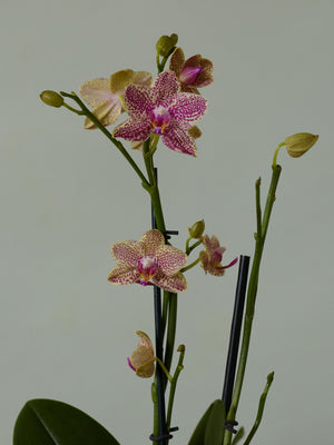 Moth Orchid