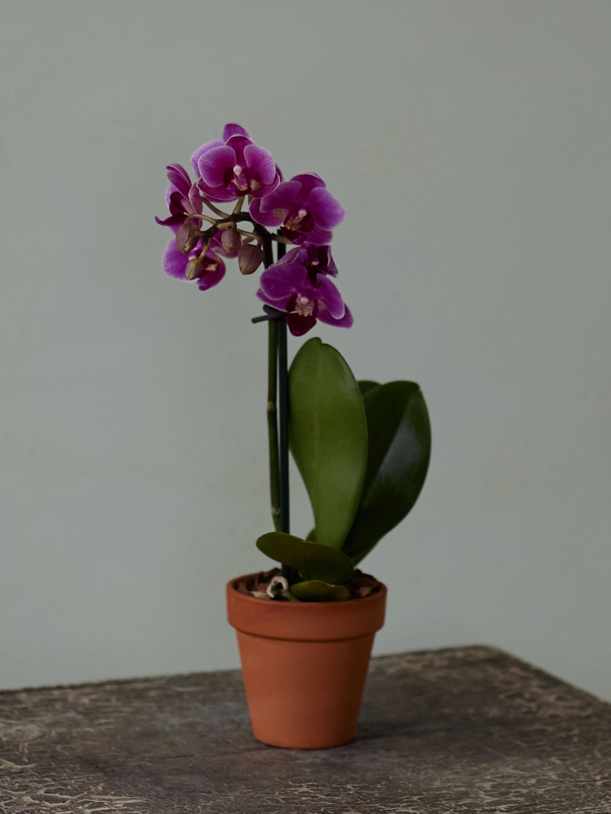 Mini Orchid