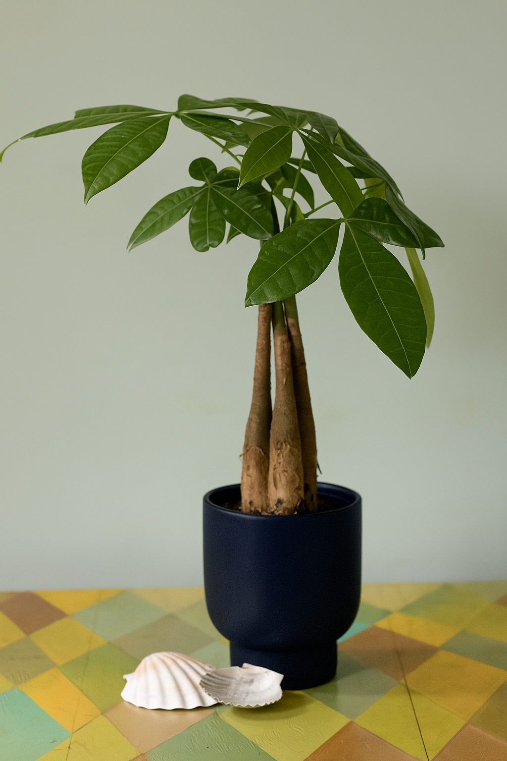 Show Me The Money (Tree)