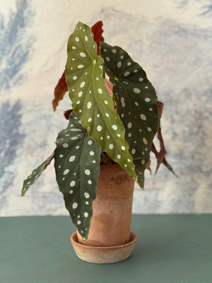 Dotty Begonia