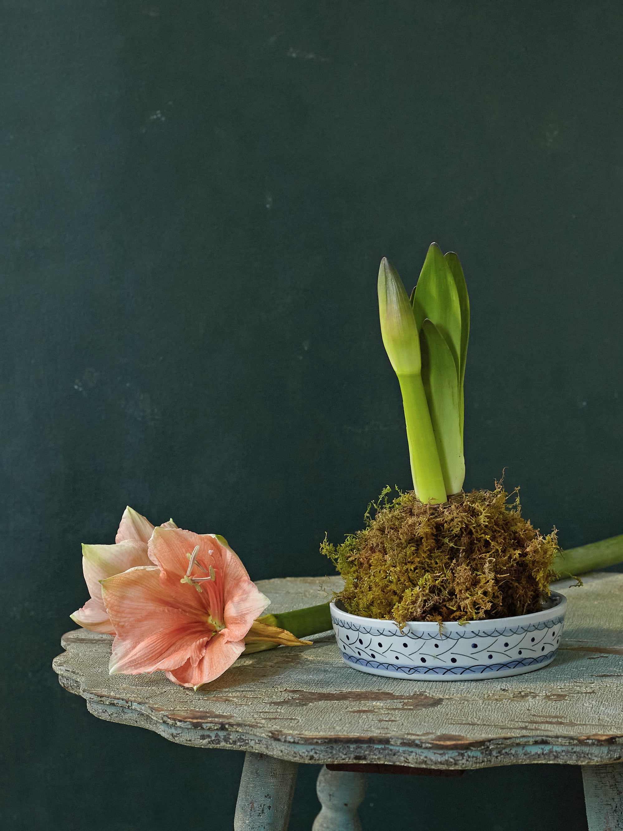 Kokedama Amaryllis