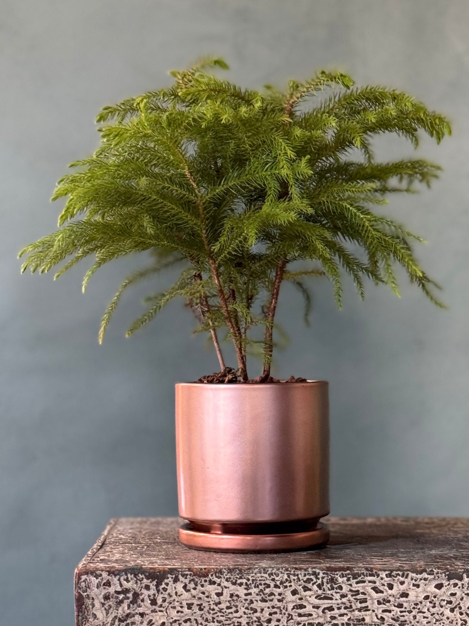 Rose Gold Pine
