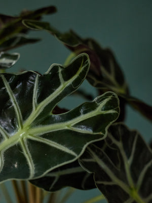 Alocasia Polly, 6in.