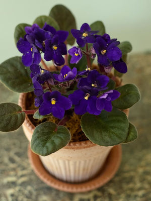 Simona African Violet