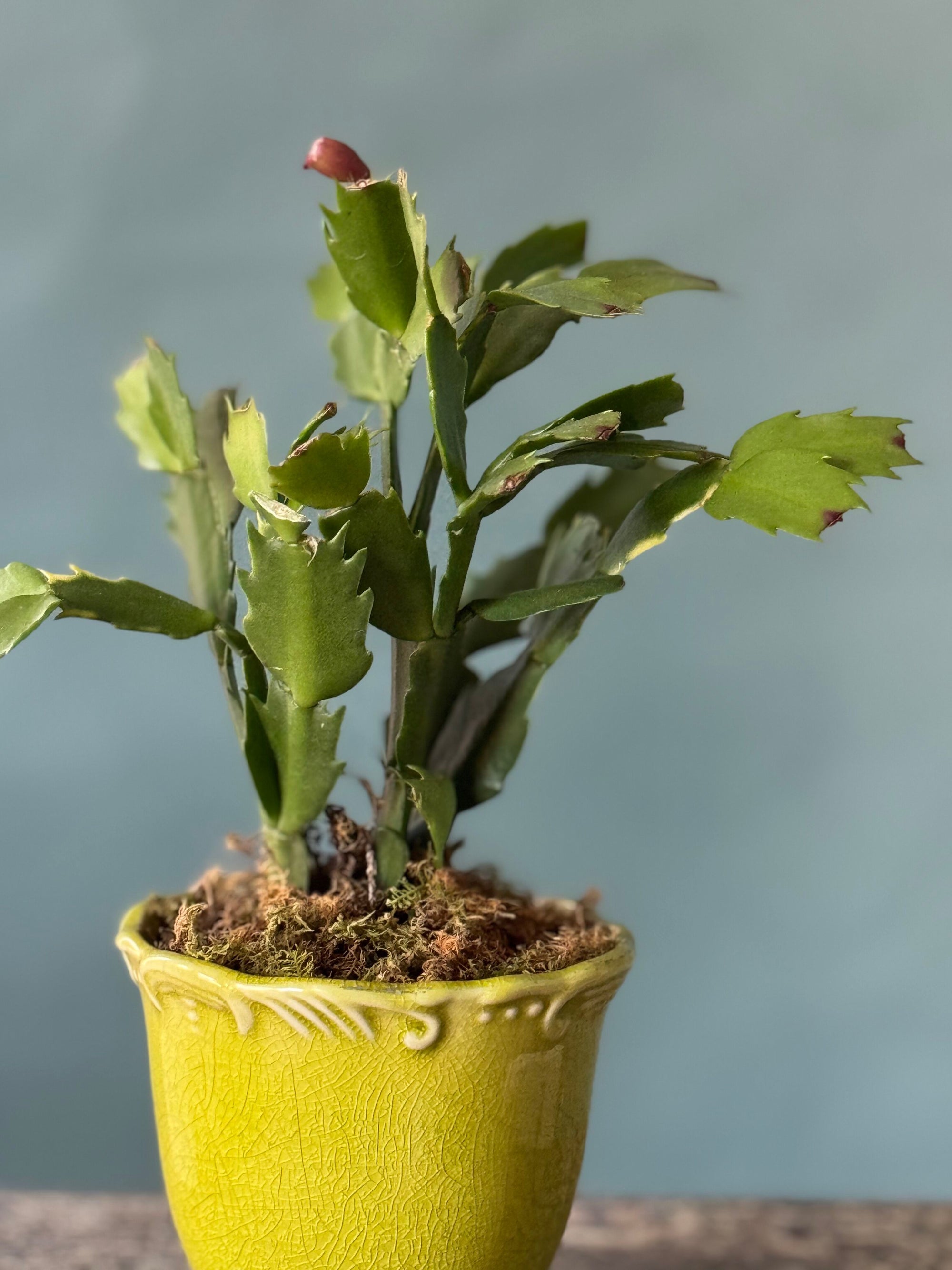 Chartreuse Christmas Cactus