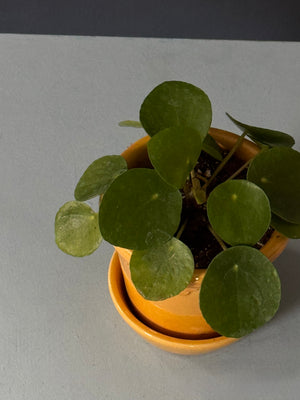 Petite Pilea