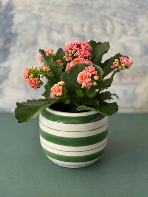 Striped Calandiva