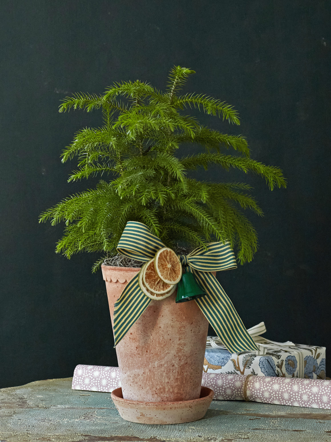 Bergs Potted Pine, 6in
