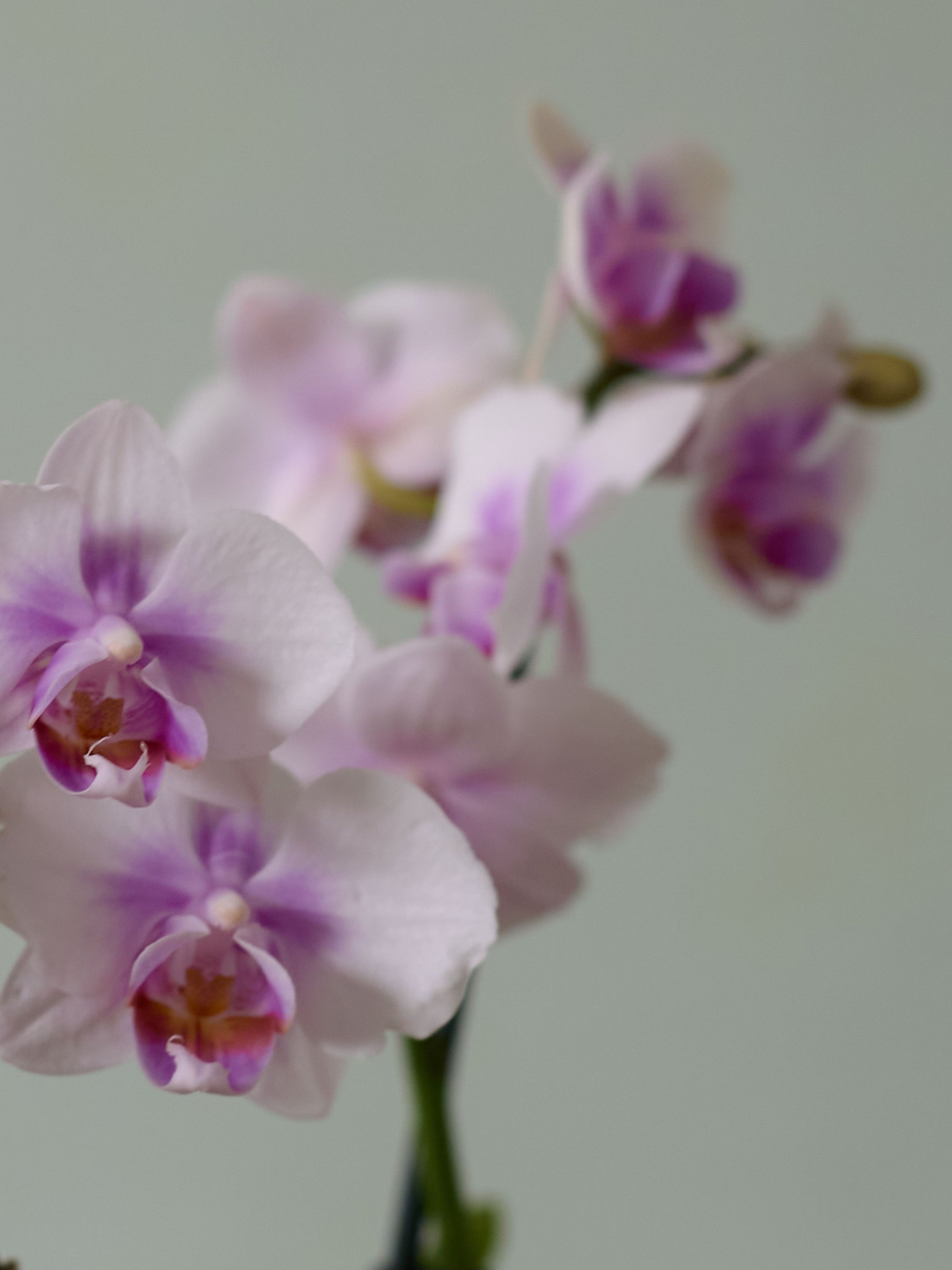 Moth Orchid