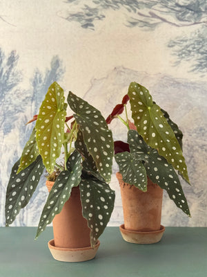 Dotty Begonia
