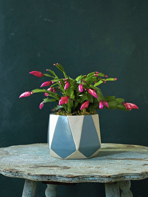 Carnival Cactus, 6in