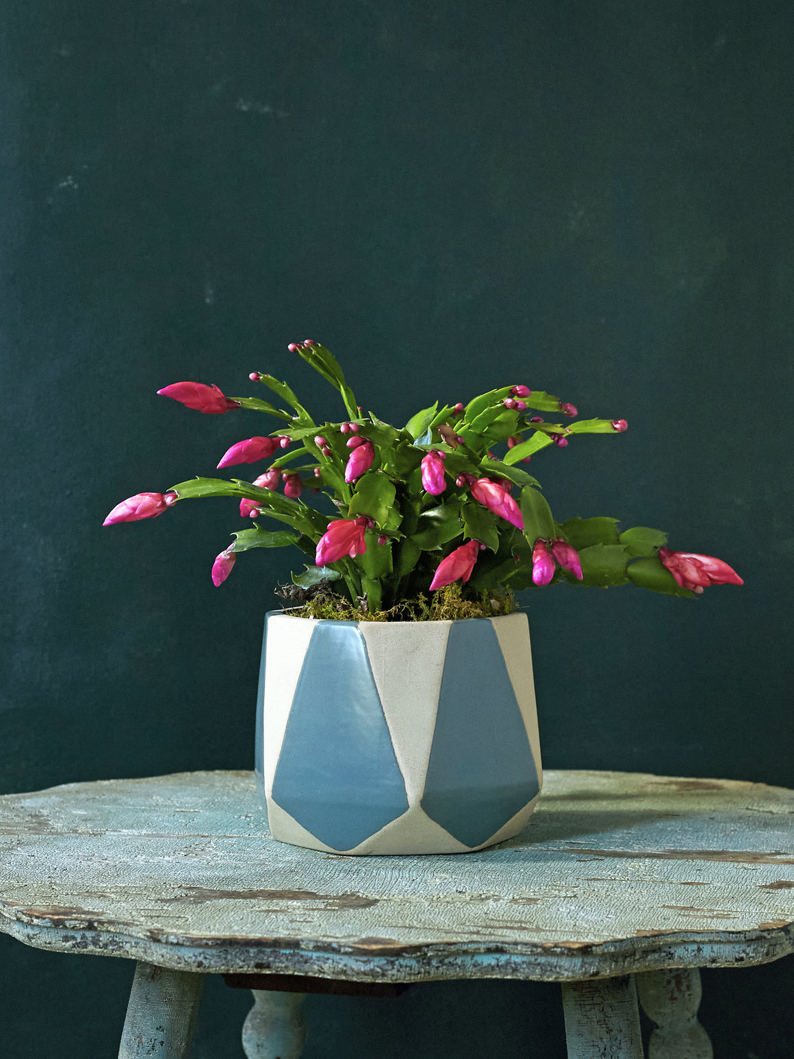 Carnival Cactus, 6in