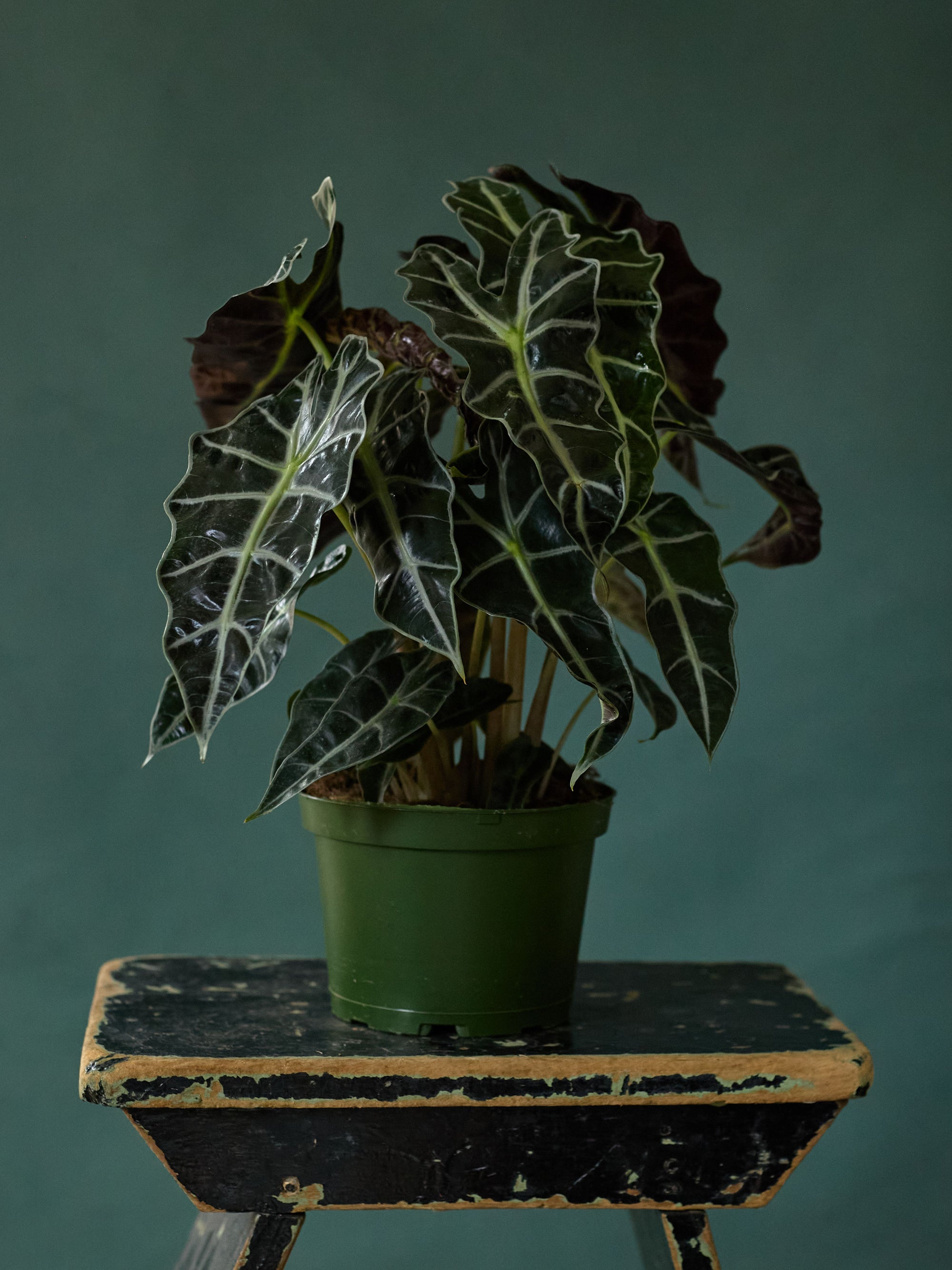 Alocasia Polly, 6in.