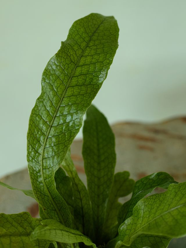 Kokedama Fern, 4in