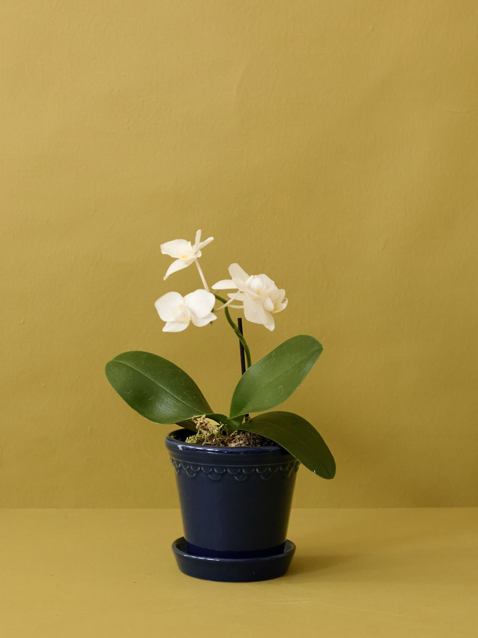 Sapphire Mini Orchid