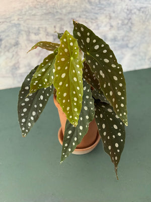 Dotty Begonia