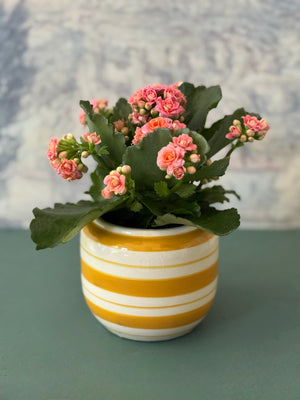 Striped Calandiva