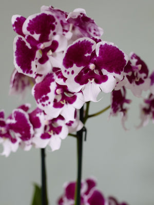 Moth Orchid