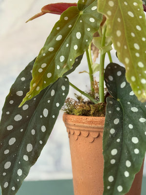 Dotty Begonia