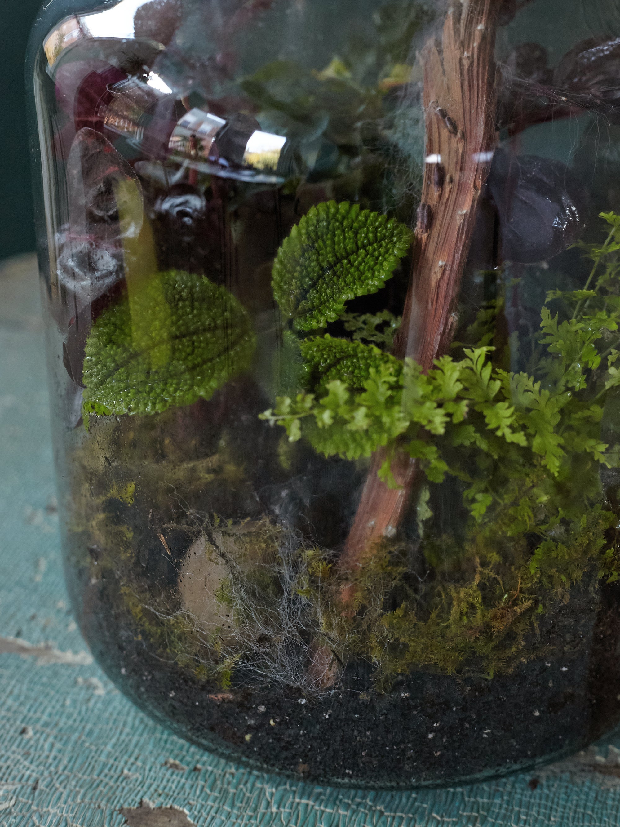 Forest Floor Terrariums