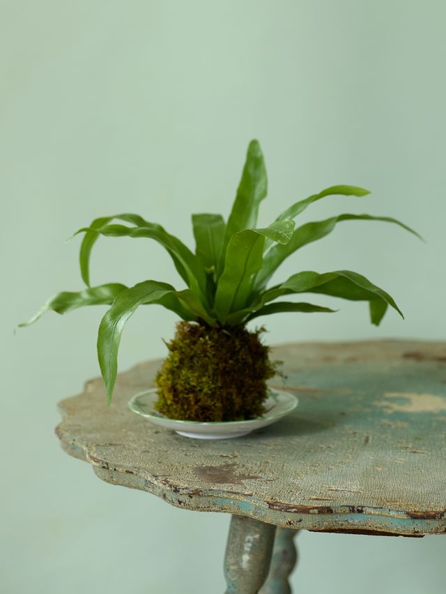 Kokedama Fern, 4in