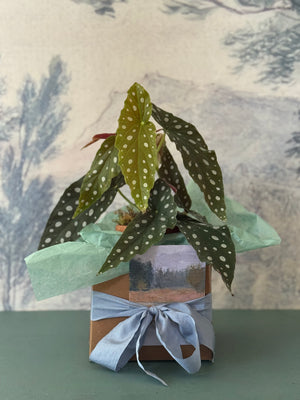 Dotty Begonia