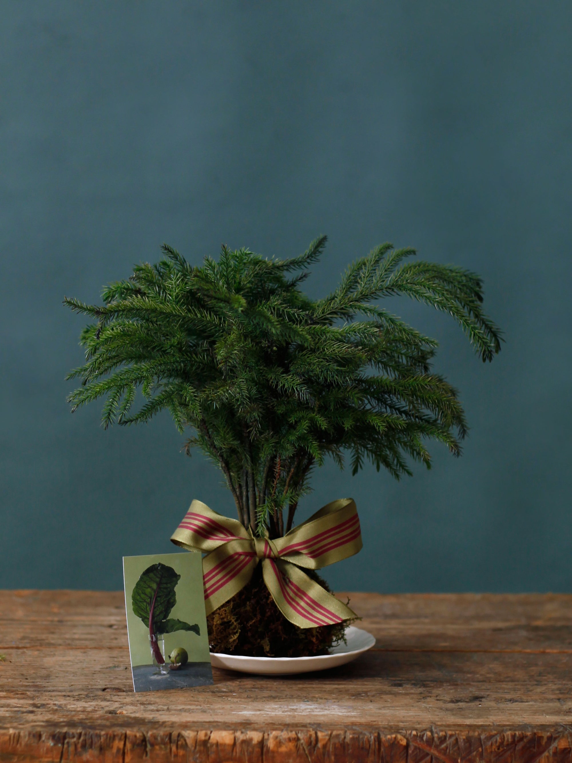 Kokedama Norfolk Pine, 4in