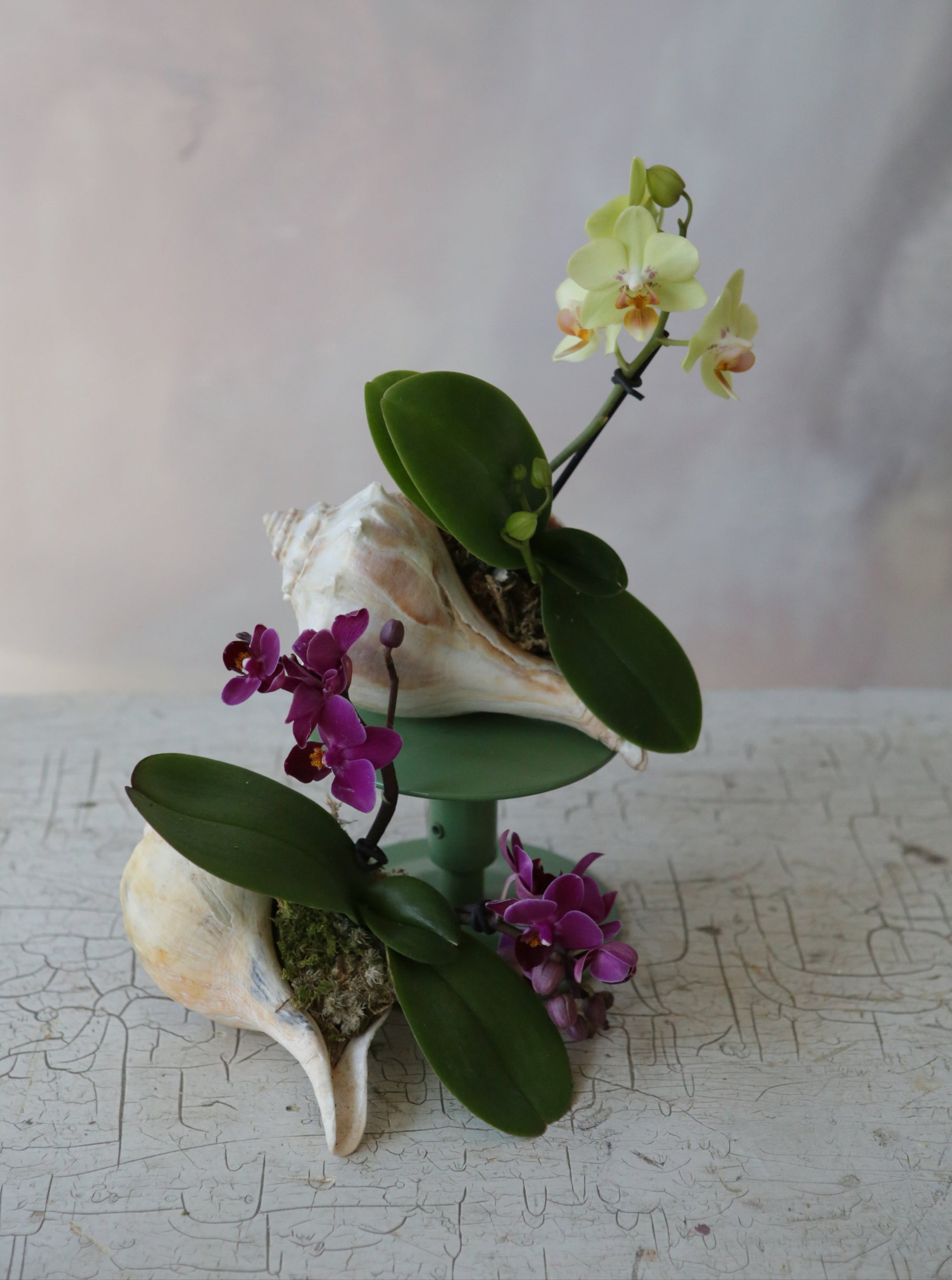 Orchid Sea Shell