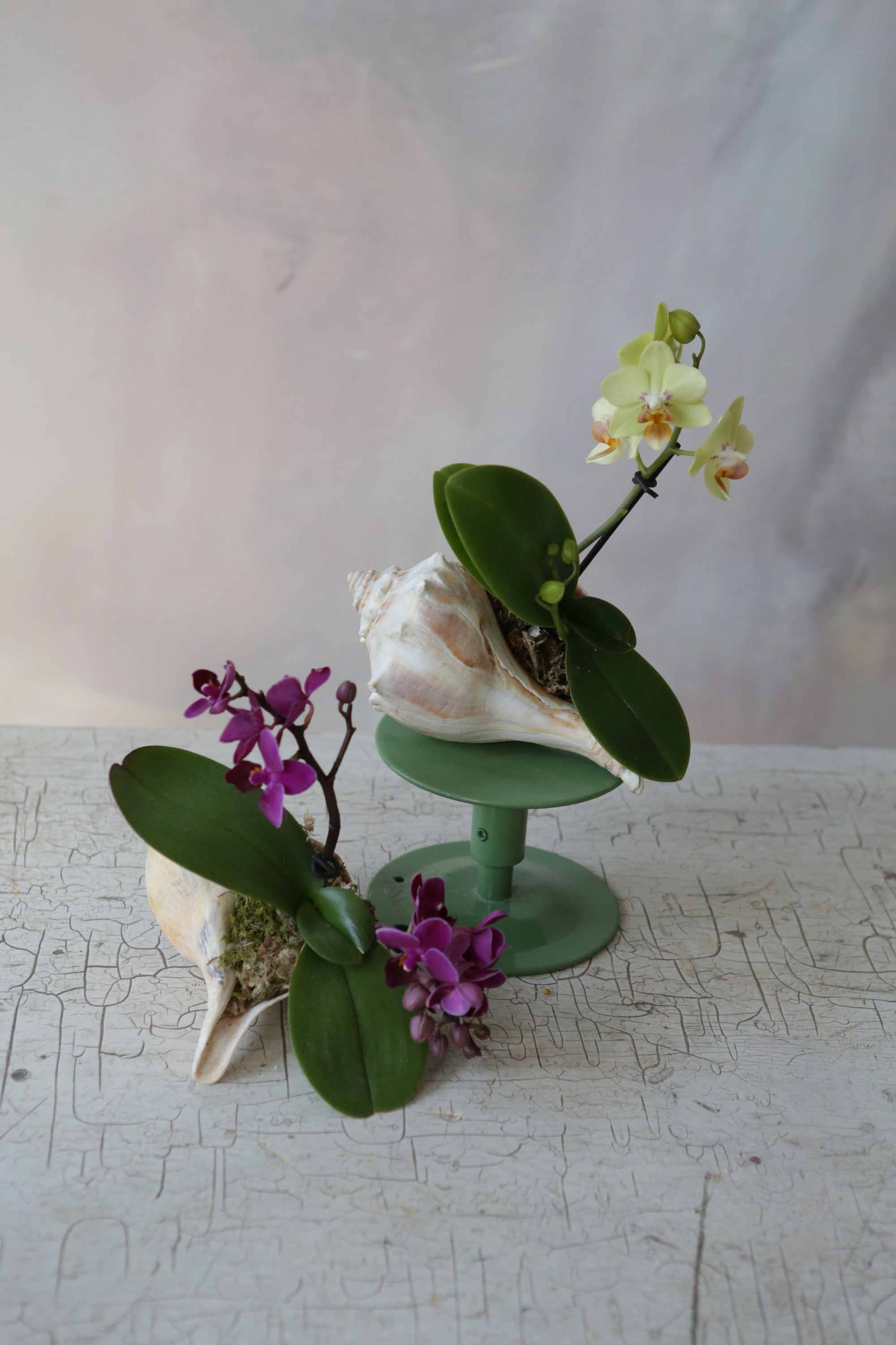Orchid Sea Shell