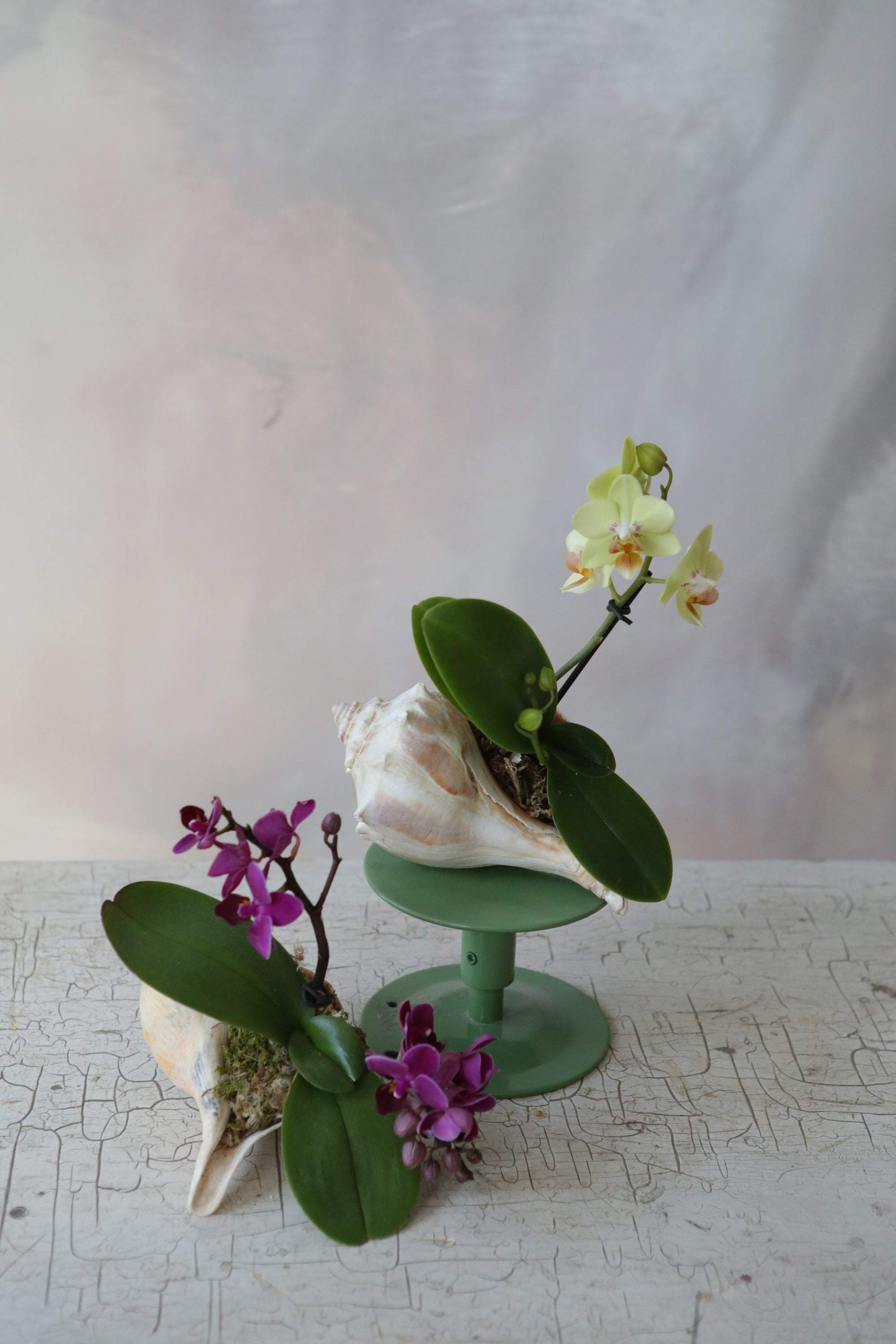Orchid Sea Shell