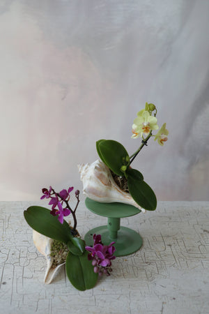 Orchid Sea Shell