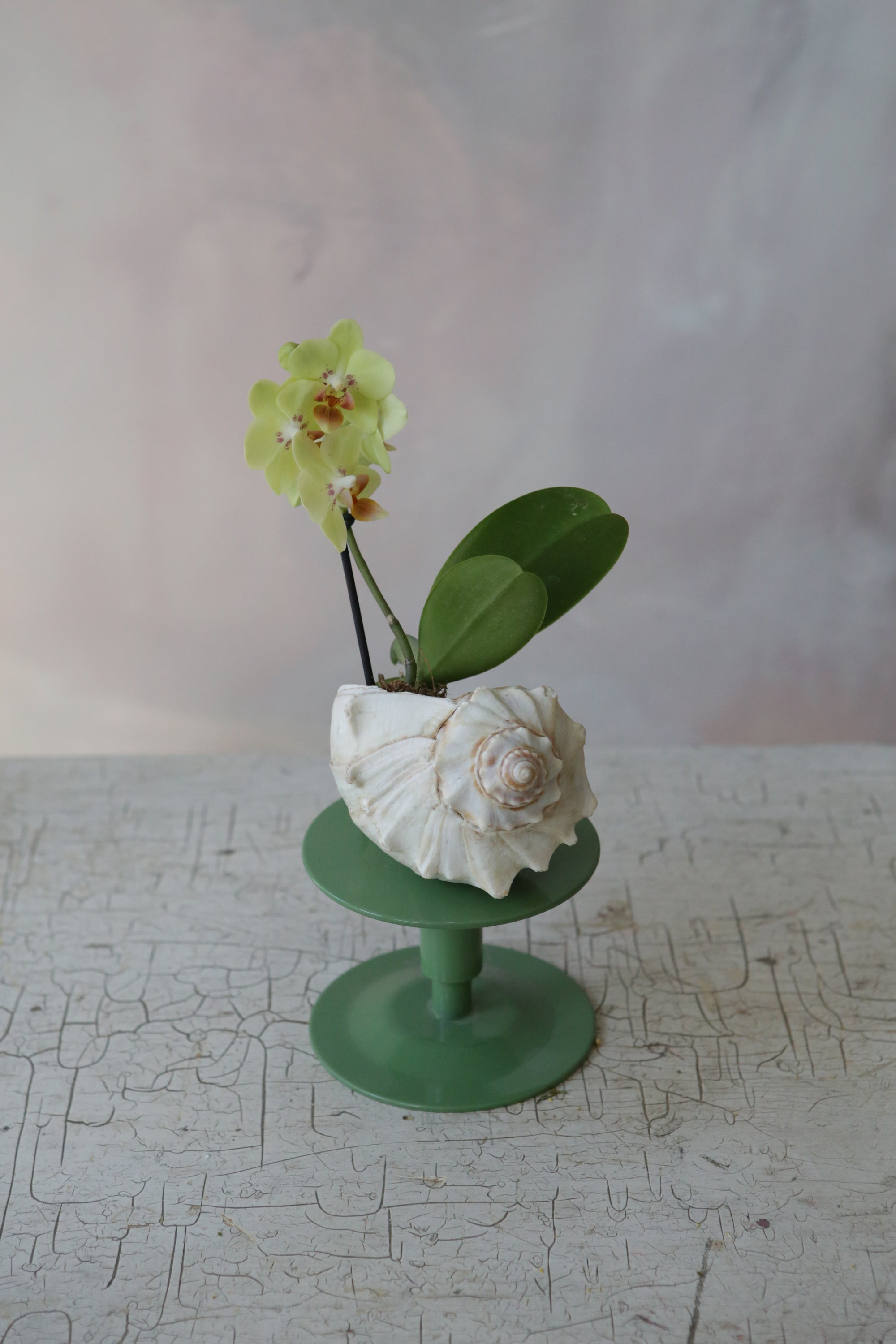 Orchid Sea Shell