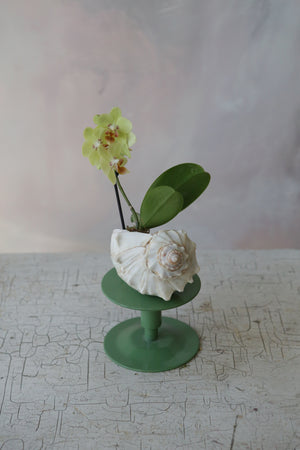 Orchid Sea Shell