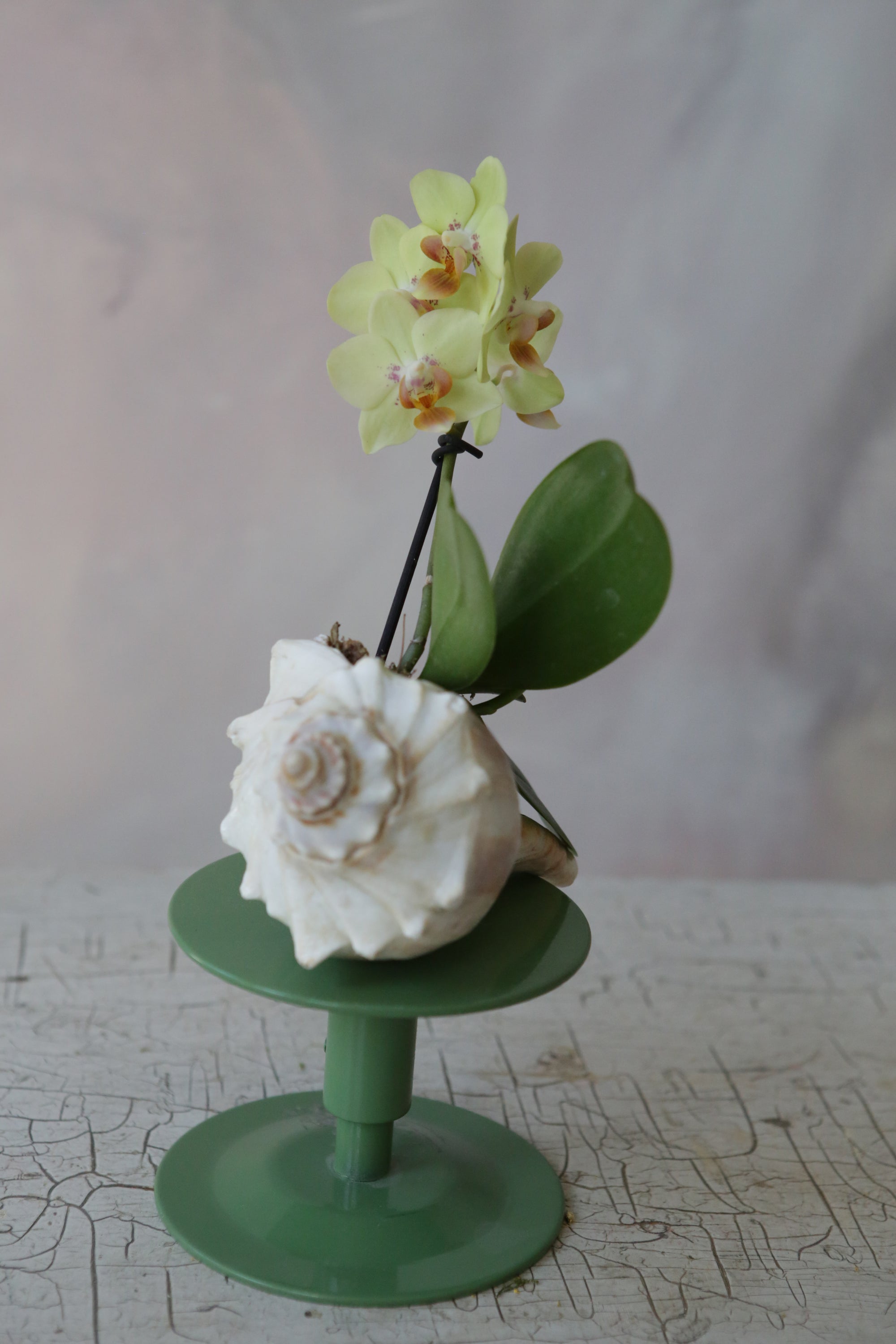Orchid Sea Shell