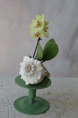 Orchid Sea Shell