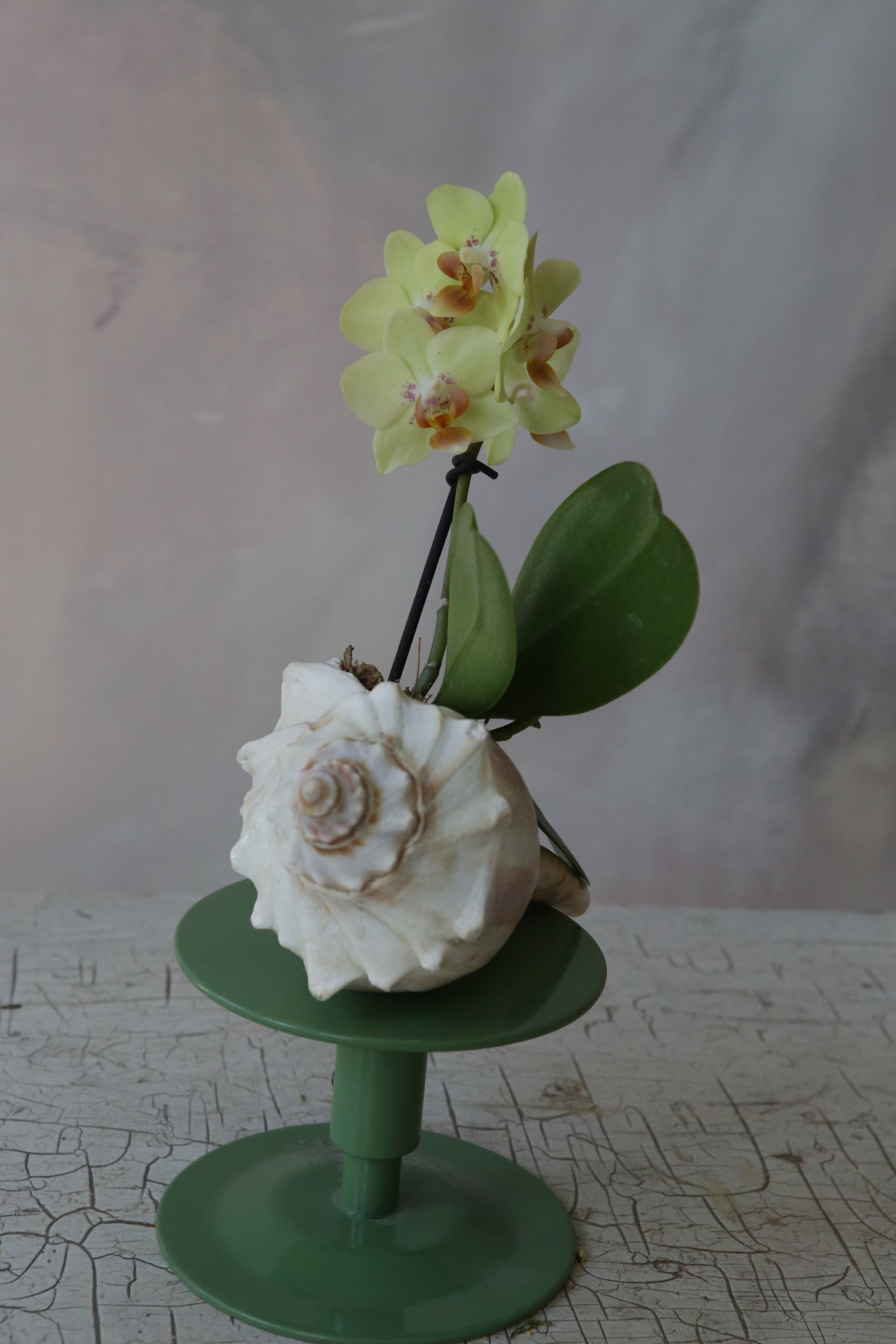 Orchid Sea Shell