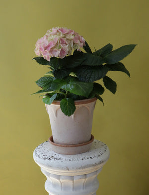 Classical Hydrangea